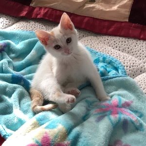 Meet your Posher, Ronald